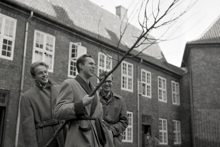På dette arkivfoto fra 1954 plantes et nyt lindetræ i Regensens egen gårdhave. Arkivfoto Lars Hansen