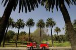 Palmerne i Elysian Park i Los Angeles er dekorative og med til at definere Englenes By, men palmerne går en hård fremtid i møde og vil blive erstattet af træer, som er tilpasset klimaet og har hjemmehørende i Californien. 