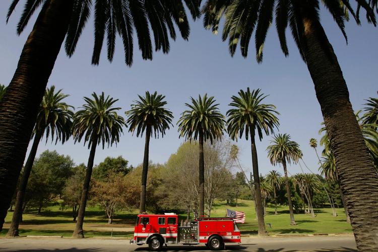 Palmerne i Elysian Park i Los Angeles er dekorative og med til at definere Englenes By, men palmerne går en hård fremtid i møde og vil blive erstattet af træer, som er tilpasset klimaet og har hjemmehørende i Californien. 