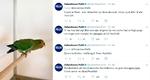 Politiet gjorde en jætteindsats på Twitter 13. oktober med at finde ejeren til denne grønne spuvepapegøje, men desværre forgæves. Foto: Tune Dyrepension/Bagsiden 