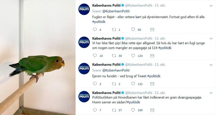 Politiet gjorde en jætteindsats på Twitter 13. oktober med at finde ejeren til denne grønne spuvepapegøje, men desværre forgæves. Foto: Tune Dyrepension/Bagsiden 