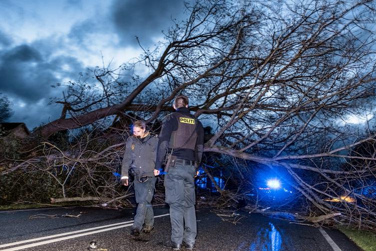 Foreløbig er der ikke meldt om personskader i forbindelse med stormen Ingolf. Men der har været en del væltede træer som her mellem Vordingborg og Næstved.
   