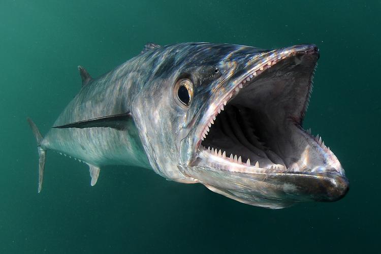 Et af de projekter, som har fået støtte fra MUDP, er et saltvandsdambrug  på land til produktion af sushi-fisken Yellowtail Kingfisk. Anlægget i Hanstholm recirkulerer vandet og forurener væsentligt mindre end havbrug.
   