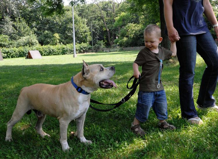 American Staffordshire - også kaldet amstaff - er en af de racer, der er forbudt ifølge hundeloven. Arkivfoto. 