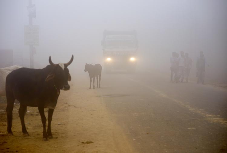 Nogle køer står i vejkanten, mens en lastbil forsøger at finde vej gennem tågen af smog.  