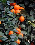 Har du planter fra varmere himmelstrøg som appelsin-, oliven- og citrontræer skal de indenfor før frosten sætter ind. Har du ikke selv plads, er der flere der tilbyder overvintring på såkaldte plantehoteller.  