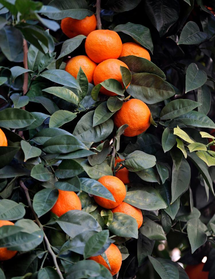Har du planter fra varmere himmelstrøg som appelsin-, oliven- og citrontræer skal de indenfor før frosten sætter ind. Har du ikke selv plads, er der flere der tilbyder overvintring på såkaldte plantehoteller.  