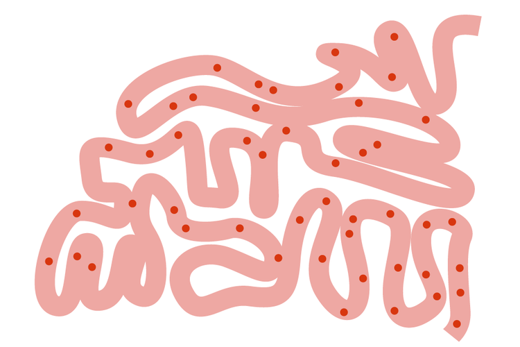 En sund og frodig bakteriekultur i tarmen er afgørende for, om kræftpatienter får en gevinst af en ny lovende kræftbehandling i form af immunterapi, viser to nye studier. Illustration: Claus Nørregaard 