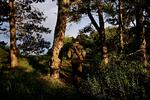 Jagtsæsonen kan blive forlænget. Det vækker bekymring i Dyrenes Beskyttelse og Danmarks Naturfredningsforening. (arkivfoto)
    