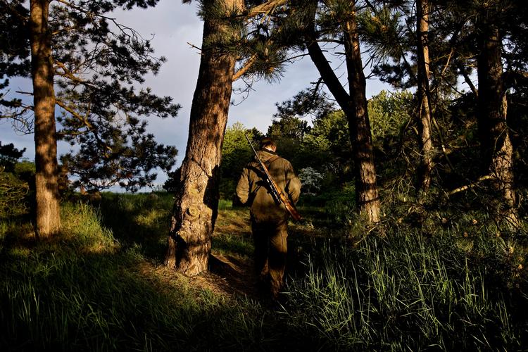 Jagtsæsonen kan blive forlænget. Det vækker bekymring i Dyrenes Beskyttelse og Danmarks Naturfredningsforening. (arkivfoto)
    