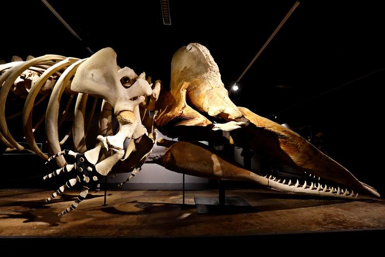 Her ses skelettet fra en af de to strandede kaskelothvaler fra Henne strand, der nu udstilles på Zoologisk Museum - en del af Statens Naturhistoriske Museum i København.
   