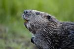 En eurasisk bæver – dog ikke fra Vestjylland. Foto: Haarberg Orsolya / Nature Picture Library 