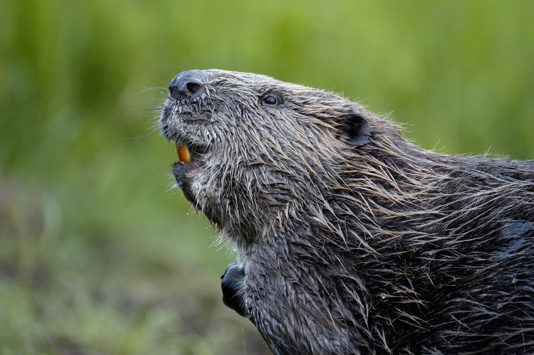 En eurasisk bæver – dog ikke fra Vestjylland. Foto: Haarberg Orsolya / Nature Picture Library 