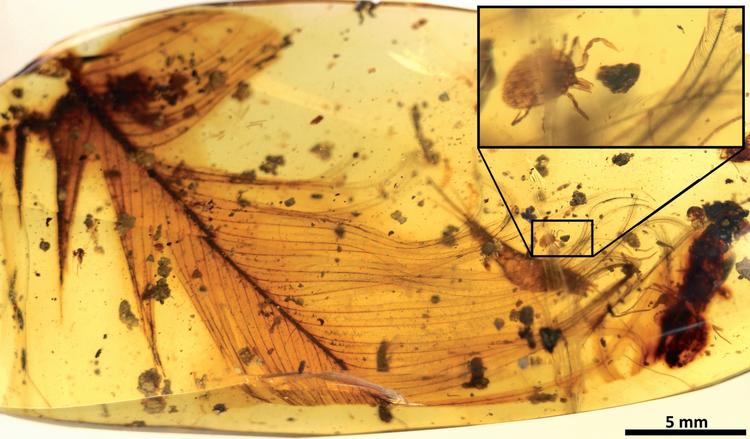 Et øjeblik for 100 millioner år siden blev foreviget i en ravklump: En blodsugende skovflåt filtret ind i en fjer fra en rovdinosaur. Det er også historien om, at skovflåter har overlevet siden Kridttiden og i dag bider på dyr og mennesker. Foto: E. Penalver, Nature Communications 