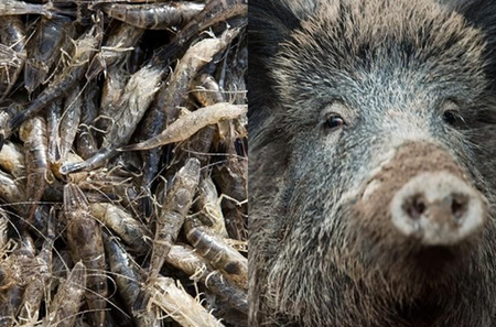 Arkivfotos Jean E. Roche/Nature Picture LibraryE, Lino Mirgeler/AP