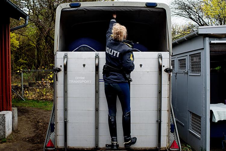 I 2012 blev rytterisektionen i Københavns Politi lukket. Hestene blev solgt og betjentene fik nye opgaver. Nu skal politiet igen
   