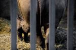 København Zoos næsehorn Zuri fødte onsdag aften hendes første unge.  