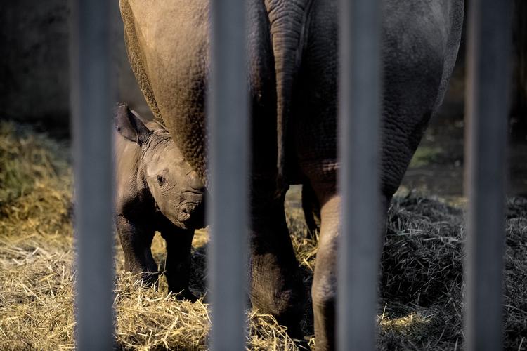 København Zoos næsehorn Zuri fødte onsdag aften hendes første unge.  