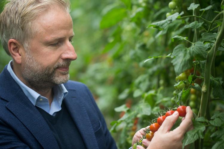 Tomatdirektør Mads Pedersen er stolt af samarbejdet med verdens næststørste producent af medicinsk cannabis.  