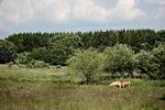 Den lysåbne natur lider under, at for få arealer bliver afgræsset, konstaterer biodiversitetskonventionen. Jersyekalvene her er naturplejere i et naturområde på Fyn. 
   