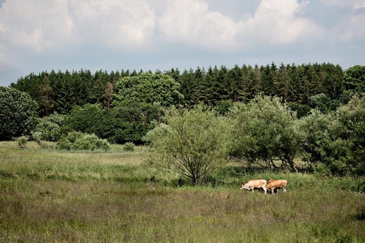 Den lysåbne natur lider under, at for få arealer bliver afgræsset, konstaterer biodiversitetskonventionen. Jersyekalvene her er naturplejere i et naturområde på Fyn. 
   