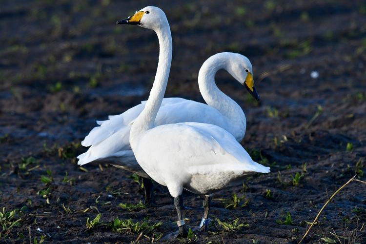 Sangsvaner er blandt de fugle, der ofte raster på marker af den type. som foreslås udtaget af Natura  2000-beskyttelse. 