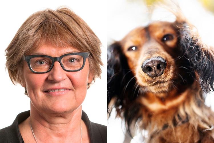 god dårlig LA og hund