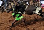 Jallikattu er en traditionel indisk sport, der handler om at "tæmme" en tyr ved at holde fast i dens pukkel. (AP Photo/R. Parthibhan)
   