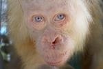 Indonesia Albino Orangutan