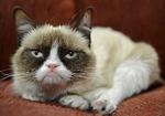Katten Tardar Sauce blev verdensberømt som 'Grumpy Cat' i 2012, da hendes første foto kom ud på Reddit. Hendes ansigtsudtryk skyldes formentlig dværgvækst (og måske underbid).
 