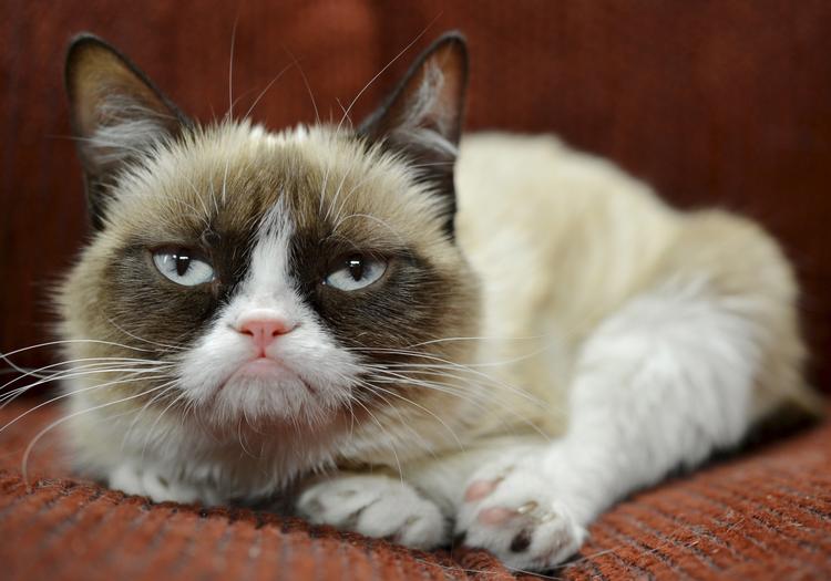 Katten Tardar Sauce blev verdensberømt som 'Grumpy Cat' i 2012, da hendes første foto kom ud på Reddit. Hendes ansigtsudtryk skyldes formentlig dværgvækst (og måske underbid).
 