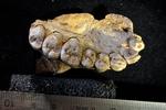 Dette kæbeben blev fundet i hulen Misliya i Israel. Tænderne er karakteristiske for Homo sapiens i perioden for omtrent 185.000 år siden og minder ikke om de andre sandsynlige kandidater, neanderthalere og Homo erectus. (Foto: Gerhard Weber, University of Vienna) 