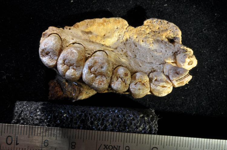 Dette kæbeben blev fundet i hulen Misliya i Israel. Tænderne er karakteristiske for Homo sapiens i perioden for omtrent 185.000 år siden og minder ikke om de andre sandsynlige kandidater, neanderthalere og Homo erectus. (Foto: Gerhard Weber, University of Vienna) 