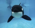 SeaWorld Orca Euthanized