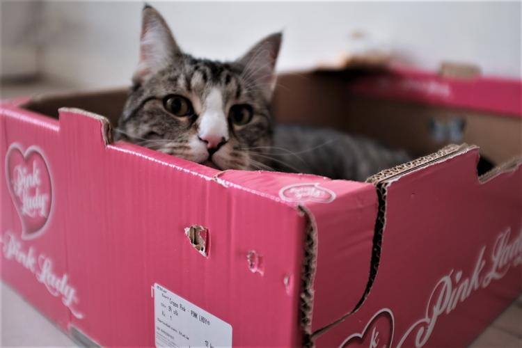Bellis er helt upåvirket af al den ståhej. Bare hun har en kasse 'pink lady' at sidde i. Undskyld, HAN, selvfølgelig. Beklager. Rundstück. Anders Legarth Schmidt