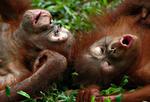 RB PLUS Indonesiens skovbrande kvæler orangutanger
