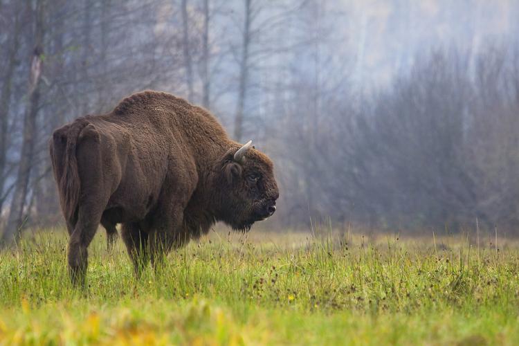 Den store urskov på kanten af Polen og Hviderusland rummer blandt andet en bestand af bisoner. Rafal Kowalczyk/AP