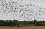 I dag flyver gæssene gladeligt mere end 40 kilometer ind i landet for at opspore de høstede majsmarker. Tidligere fløj de kun 3-5 kilometer fra deres overnatningspladser på kysten. bios.au