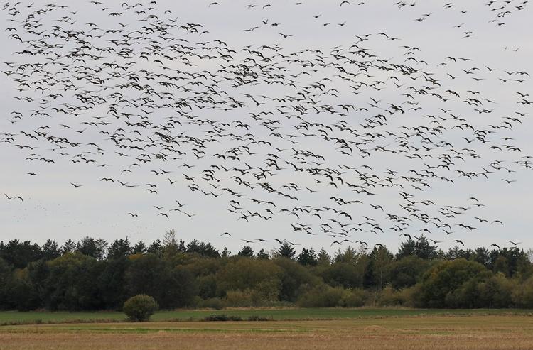 I dag flyver gæssene gladeligt mere end 40 kilometer ind i landet for at opspore de høstede majsmarker. Tidligere fløj de kun 3-5 kilometer fra deres overnatningspladser på kysten. bios.au