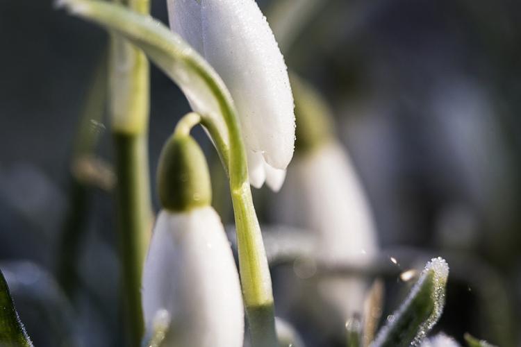 Niels Hougaard/POLFOTO