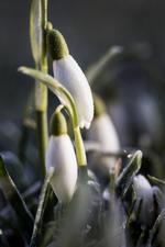 Niels Hougaard/POLFOTO