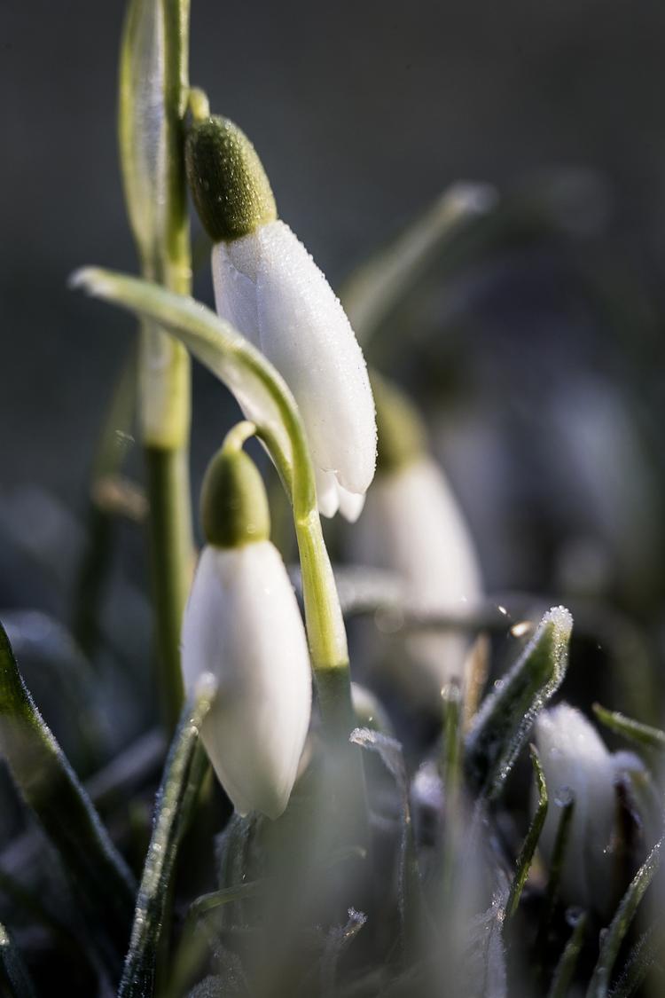 Niels Hougaard/POLFOTO