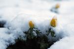 Selvom nattefrosten og snedryssene ikke helt slipper sit tag i landet, vil foråret titte frem en gang imellem, som nu på tirsdag hvor solens stråler kan lune de kolde næsetipper. Jens Dresling/POLFOTO