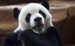 
 Pandaerne i Kina får en ny stor park. Parken bliver tre gange så stor som Yellowstone National Park i USA. Achmad Ibrahim/AP