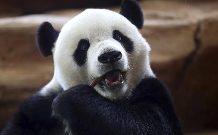 
 Pandaerne i Kina får en ny stor park. Parken bliver tre gange så stor som Yellowstone National Park i USA. Achmad Ibrahim/AP