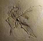 Dinofuglen Archaeopteryx kendes fra 11 fossiler, bevaret i kalksten. Helmut Tischlinger/Helmut Tischlinger/picture-alliance/dpa/AP Images