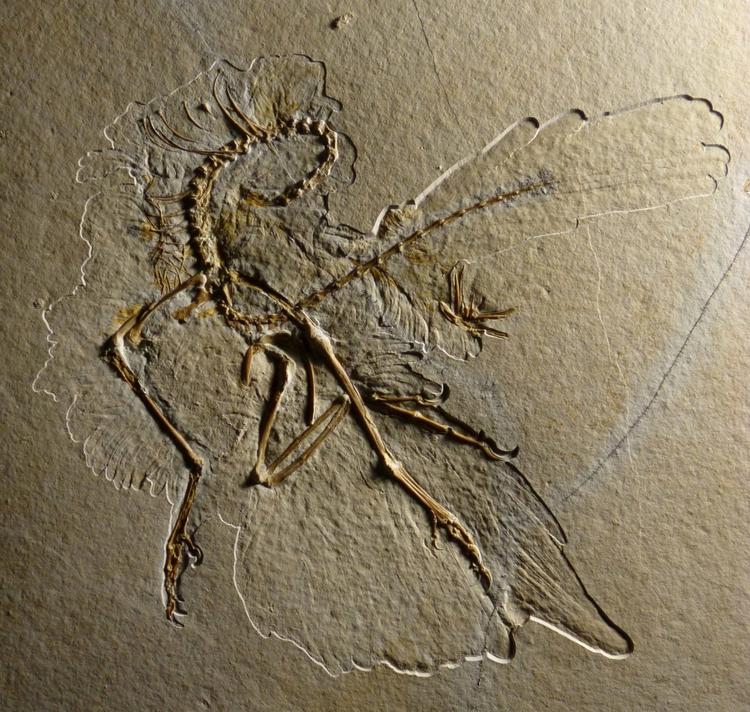 Dinofuglen Archaeopteryx kendes fra 11 fossiler, bevaret i kalksten. Helmut Tischlinger/Helmut Tischlinger/picture-alliance/dpa/AP Images