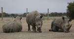'Sudan' er nu død. Det aldrende hvide næsehorn ses her med sine døtre, fotograferet i begyndelsen af marts i Ol Pejeta-reservatet i Kenya. Sunday Alamba/AP