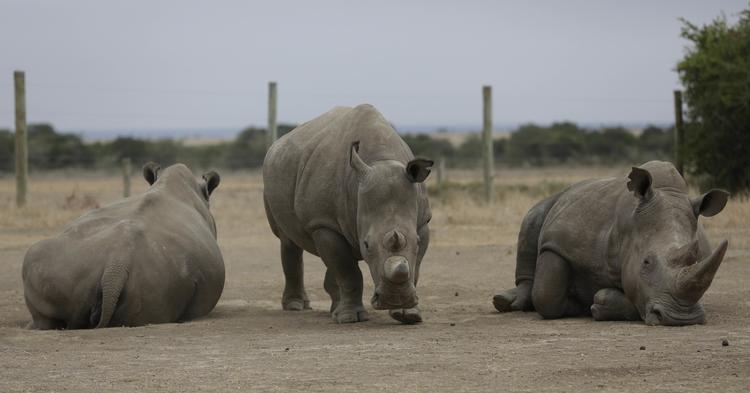 'Sudan' er nu død. Det aldrende hvide næsehorn ses her med sine døtre, fotograferet i begyndelsen af marts i Ol Pejeta-reservatet i Kenya. Sunday Alamba/AP