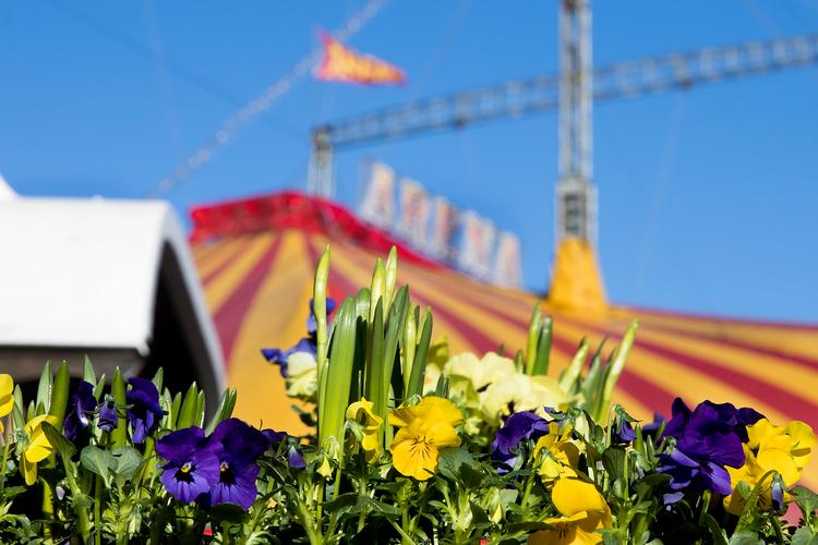Forårsbebudet. Cirkus og blomster i kasser, på cirkus vognene. 